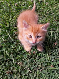 High angle portrait of cat on grass