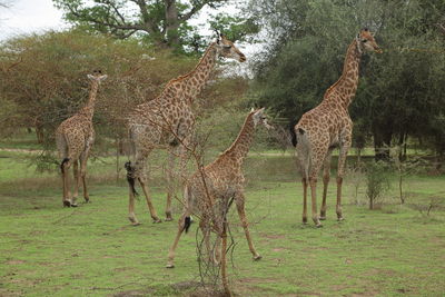 View of giraffe on field