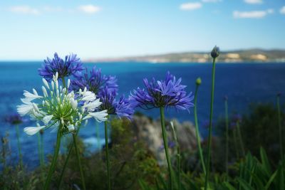 Close-up of purple flowering plant on field against blue sky