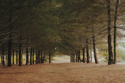 Trees on field in forest