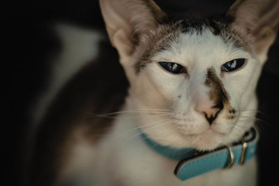 Close-up portrait of cat