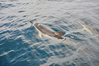 High angle view of dolphin swimming in sea