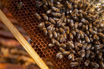 Close-up of bumblebee