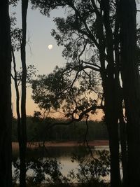 Silhouette trees by lake against sky during sunset