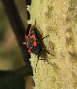 Close-up of ladybug on leaf