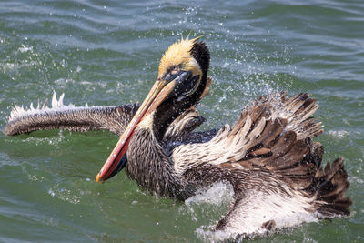 Close-up of pelican swimming in lake