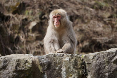 Monkey sitting on rock