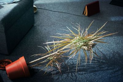 Close-up of christmas decorations on table