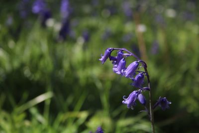Close-up of purple flowers against blue sky