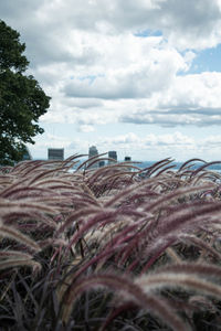 Close-up of plants growing on field against sky