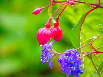 Close-up of red flower growing on tree