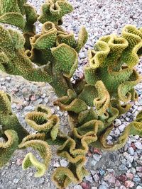 High angle view of lichen on plant