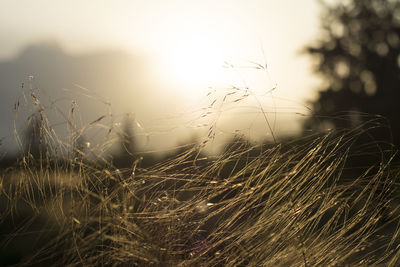 Close-up of grass growing on field against sky during sunset