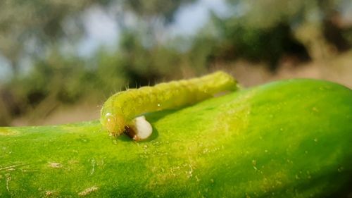 Close-up of insect on green leaf