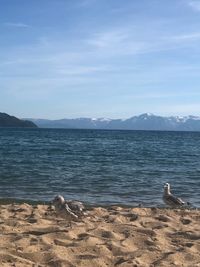 Seagull on a beach