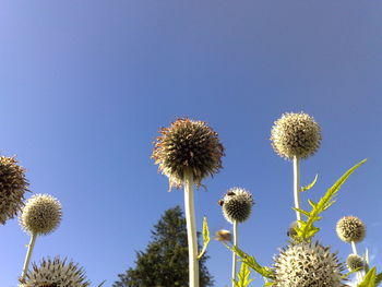 Low angle view of flowering plants against blue sky