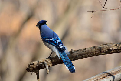 Close-up of bird perching on tree