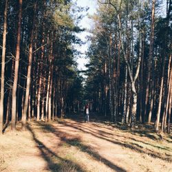 Trees in forest