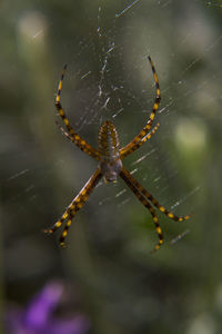 Close-up of spider on web