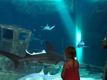 View of fish swimming in aquarium