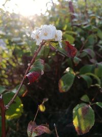 Close-up of red flowering plant