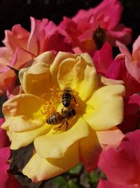 Close-up of bee on yellow flower