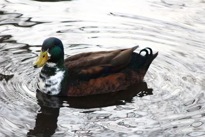 Close-up of duck swimming in lake