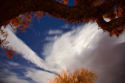 Low angle view of trees against sky