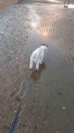 High angle view of crab on wet shore