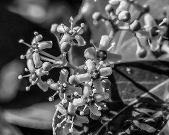 Close-up of flowers growing on tree