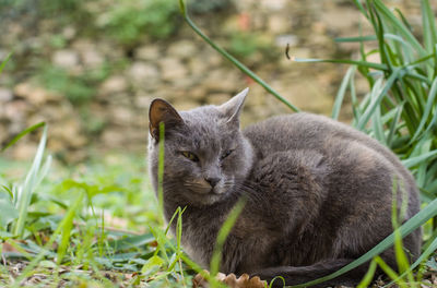 Close-up of a cat on field