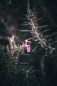 Close-up of flowering plants on field