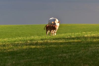 Cows standing on field against sky