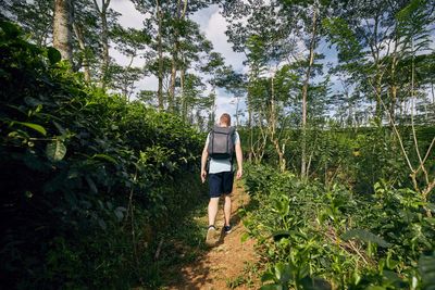 Rear view of man standing amidst plants in forest