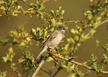 Close-up of bird perching on tree