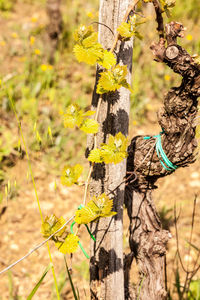 Close-up of tree trunk