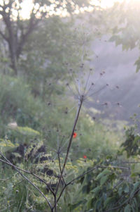 Close-up of plants against blurred background