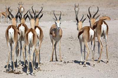 Antelopes on land