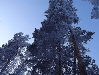 Low angle view of tree against clear sky