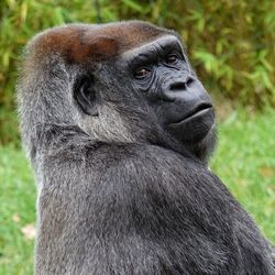 Portrait of monkey