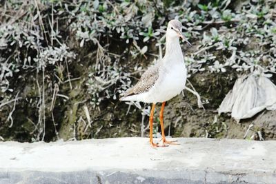 Close-up of bird