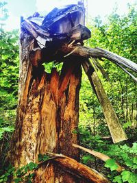 Low angle view of tree trunk in forest