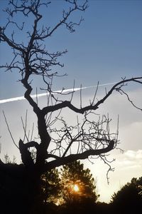 Low angle view of silhouette tree against clear sky