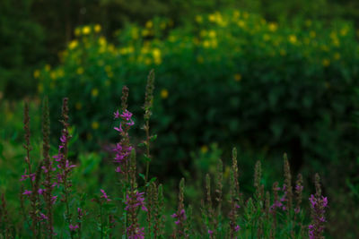 Purple flowers blooming outdoors