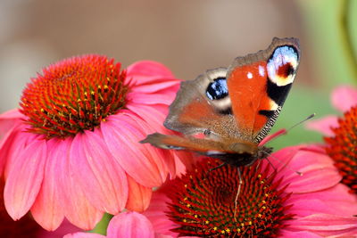 Close-up of butterfly pollinating on pink flower