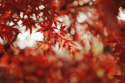 Close-up of maple leaves on tree during autumn