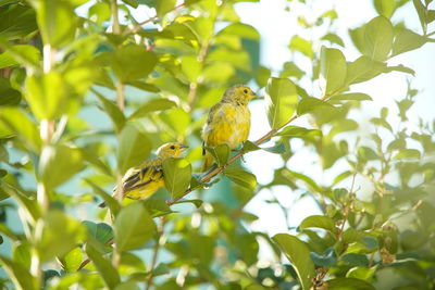 Bird perching on a plant