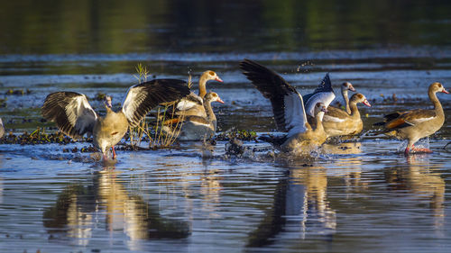 Flock of birds in lake