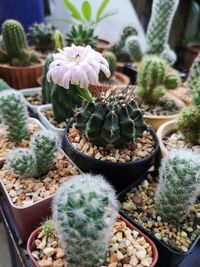 High angle view of potted plants