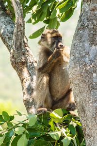 Monkey sitting on tree trunk